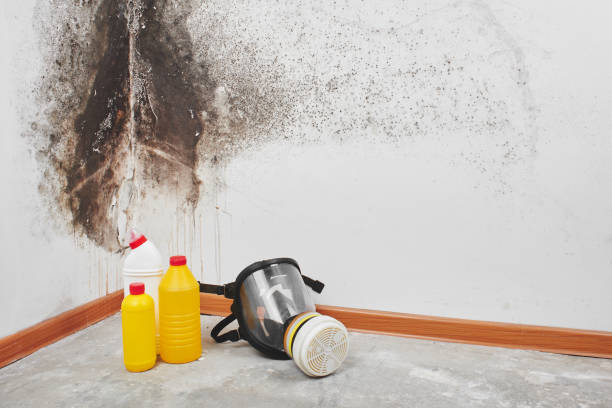 Best Commercial Mold Removal  in Laurel, DE
