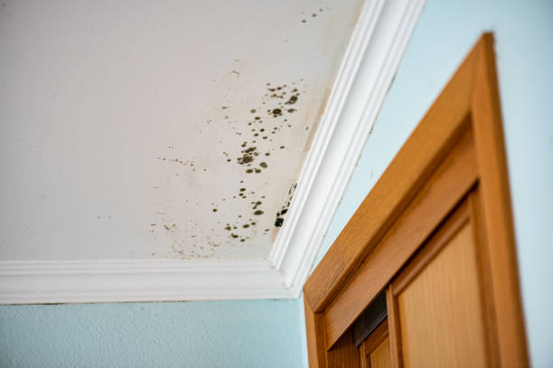 Best Local Mold Removal Service  in Laurel, DE