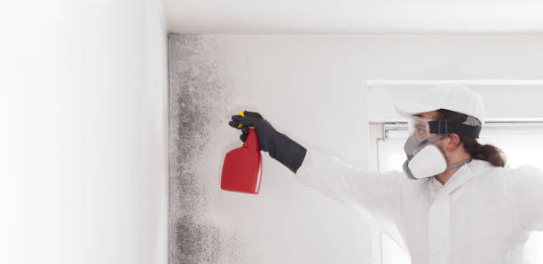 Attic Mold Removal in Laurel, DE