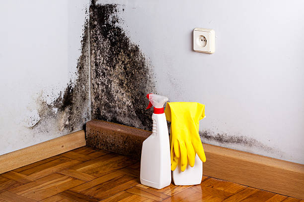 Best Mold Inspection  in Laurel, DE