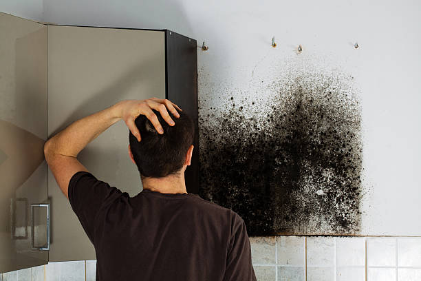 Home Mold Removal in Laurel, DE