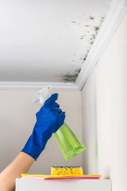 Certified Mold Removal in Laurel, DE